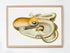 raw wood vintage velodona octopus illustration print wall art
